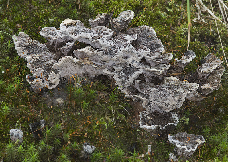 Phellodon confluens